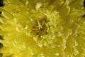 Chrysanthemum Flower after a warm rain